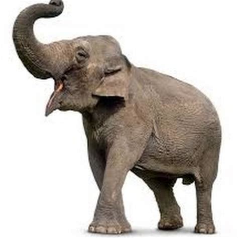 Listen to My Trumpet. . Elphant tube